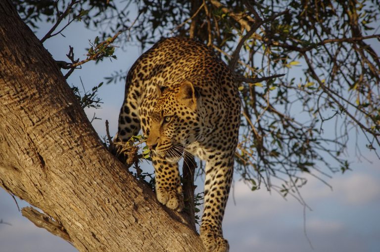 East Africa jungle safaris