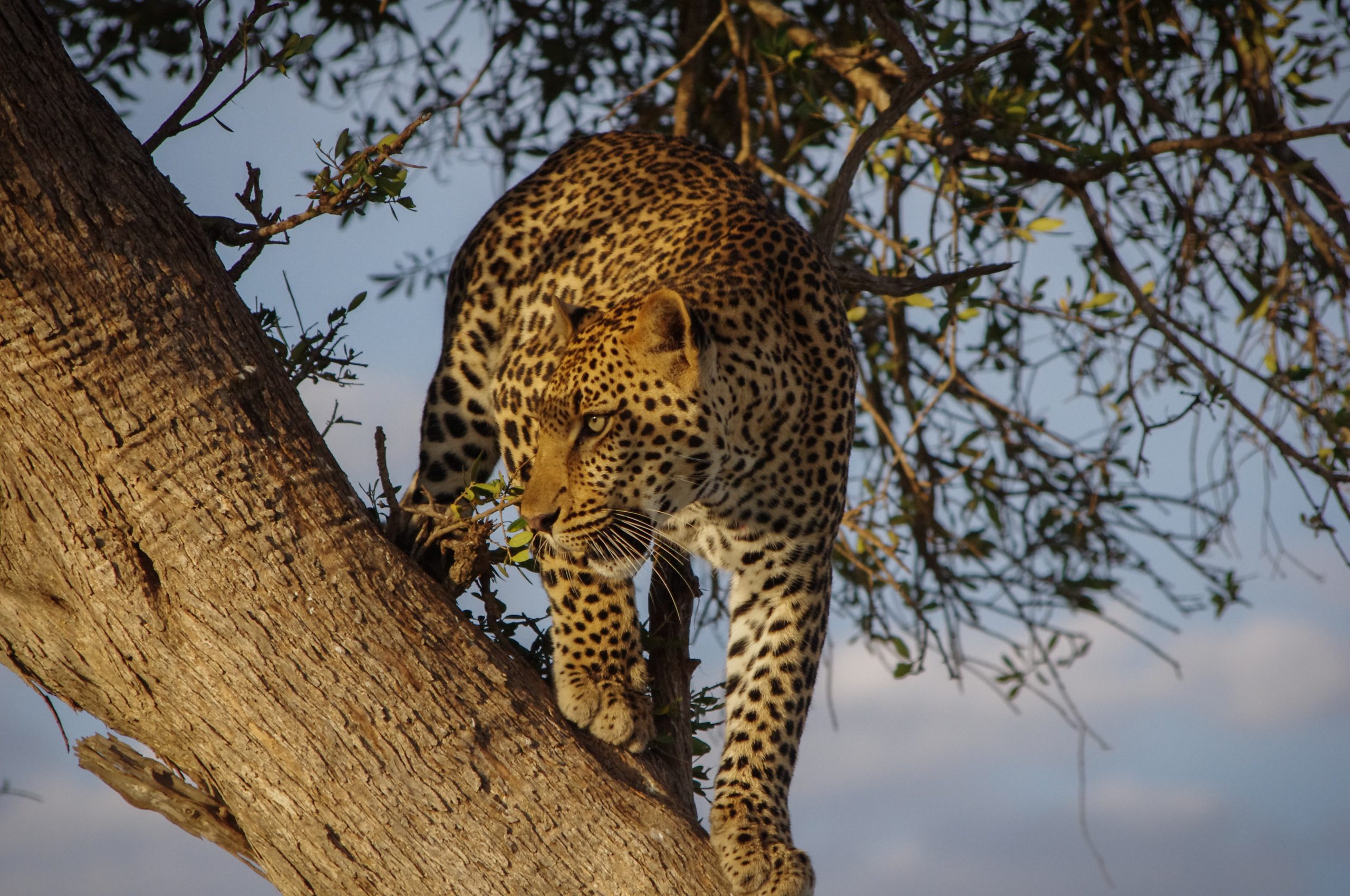 Why Many People Love East Africa Jungle Safaris – WildVoyager