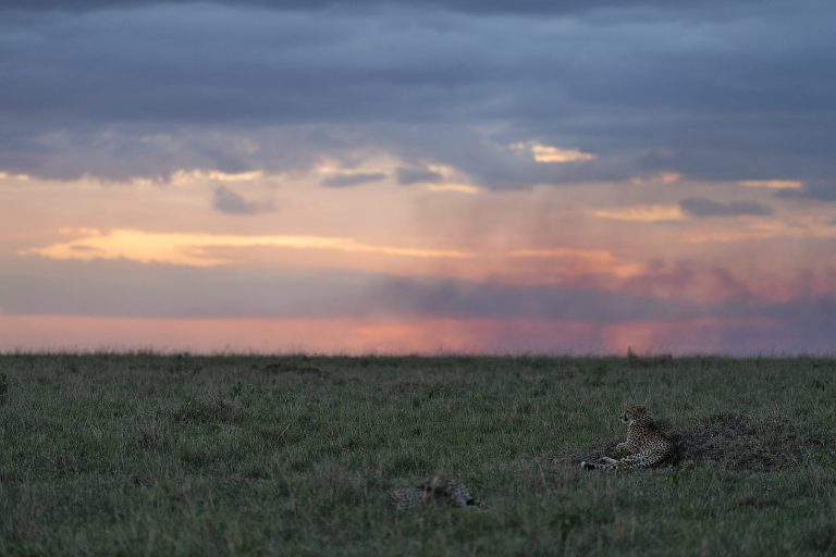 unforgeable kenya safari