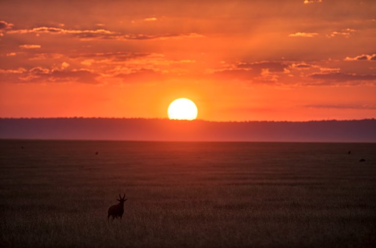Kenya Safari For Wild Animal
