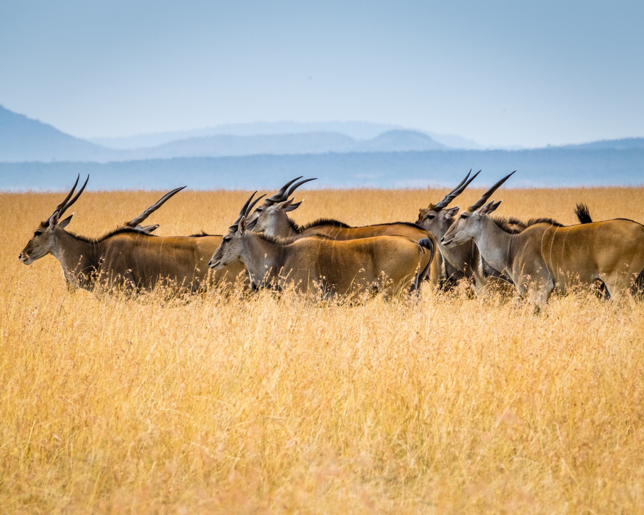 All Inclusive Holidays to Kenya Safari | Beach Holidays in Kenya